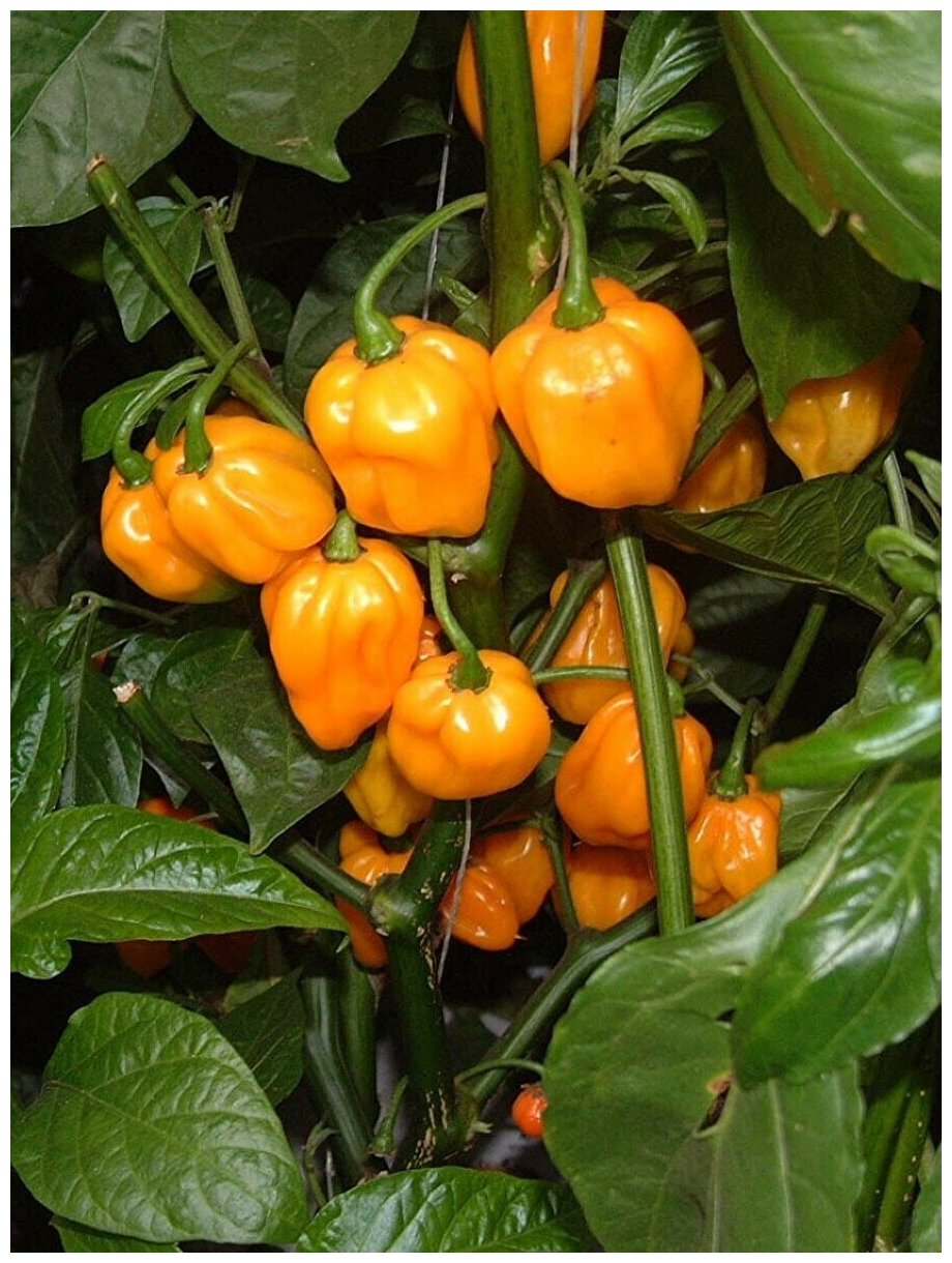 Семена Острый перец Scotch bonnet yellow (Шотландская шляпа желтый) 5 штук