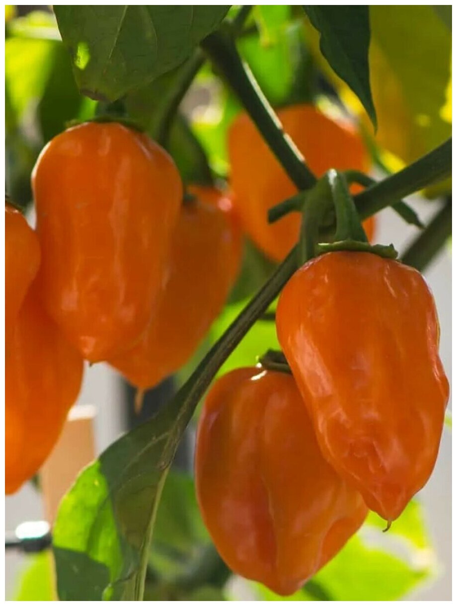 Семена Острый перец Habanero orange / Хабанеро оранжевый 5 штук