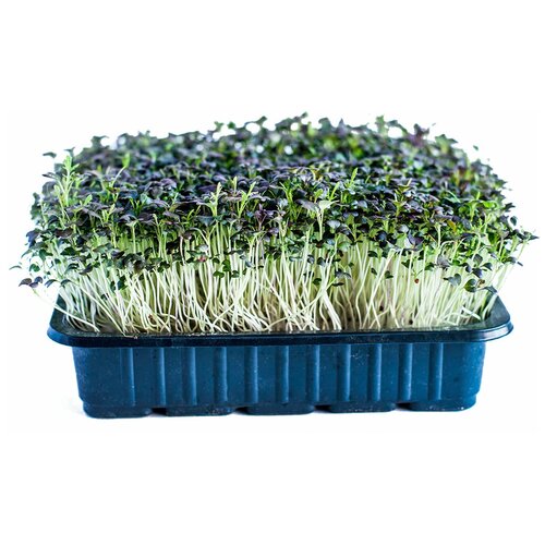 Семена микрозелени Капуста Мизуна красная - 100 г