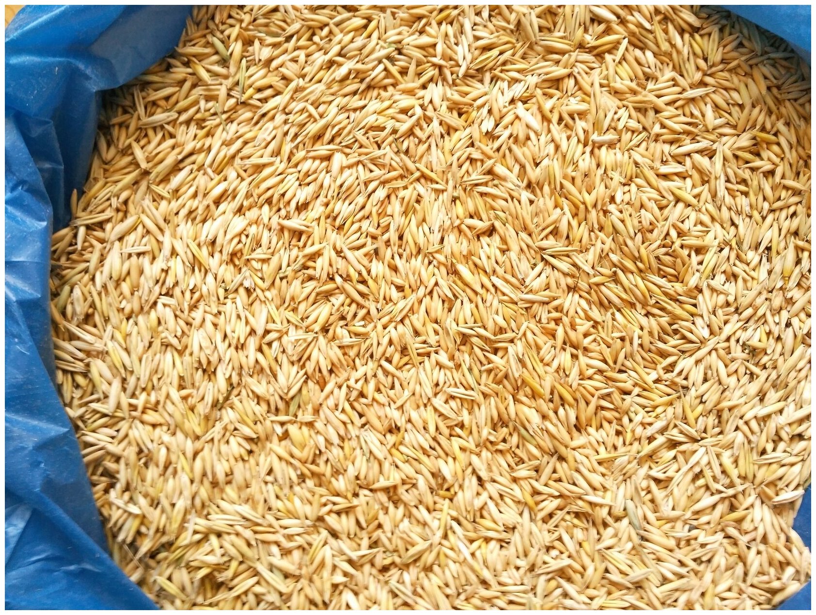 Овёс фуражный зерно 5 кг кормовая добавка для сельхоз животных и птиц
