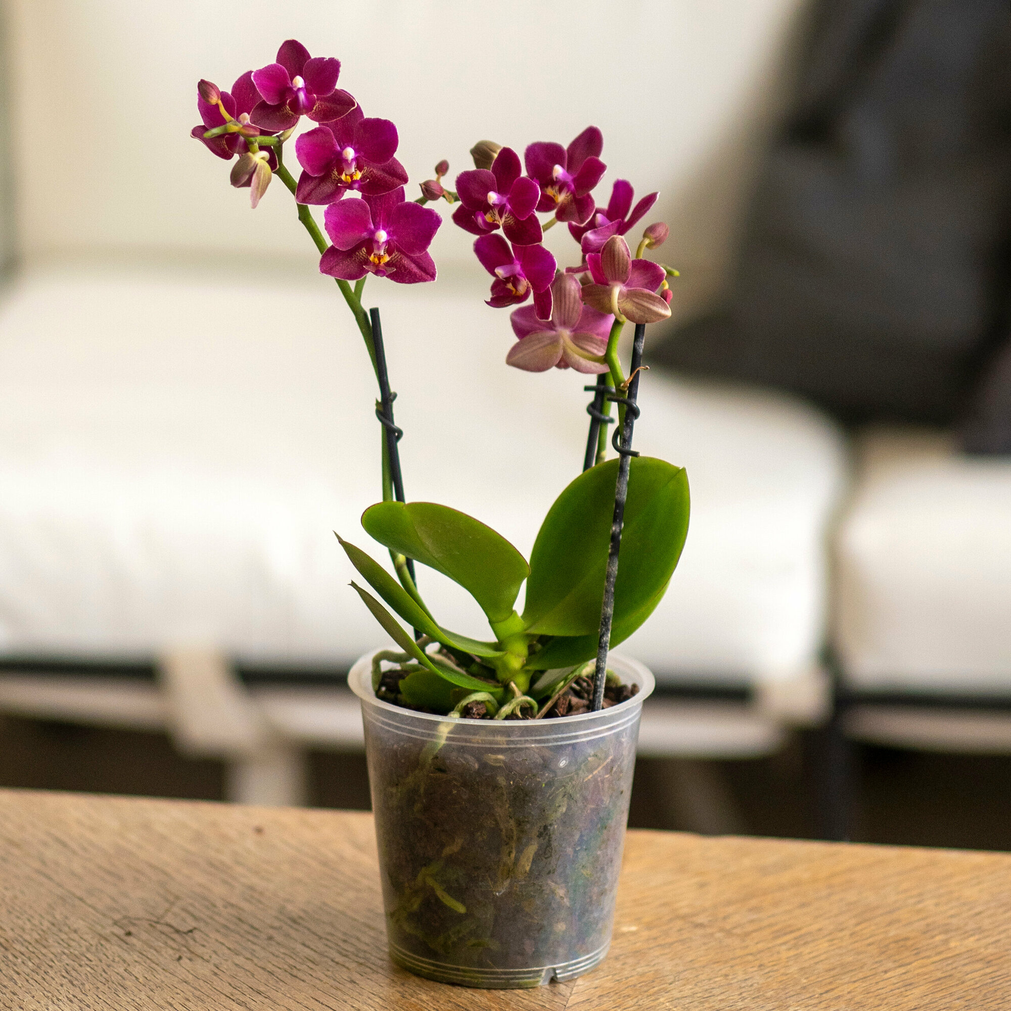 Цветок орхидея фаленопсис 9/30 см