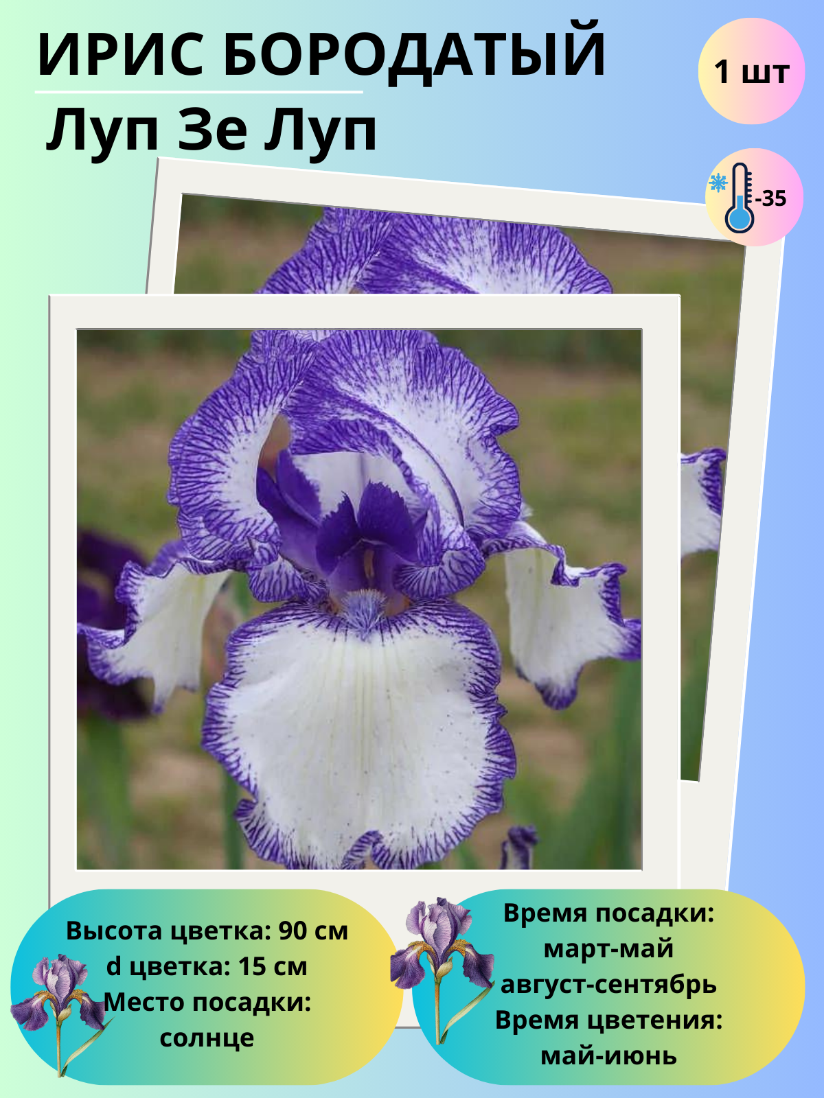 Ирис бородатый Луп Зе Луп, многолетние цветы, корень 1 шт