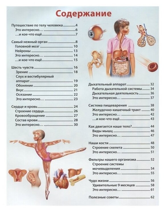 О теле человека для мальчиков и девочек. Детская энциклопедия - фото №2