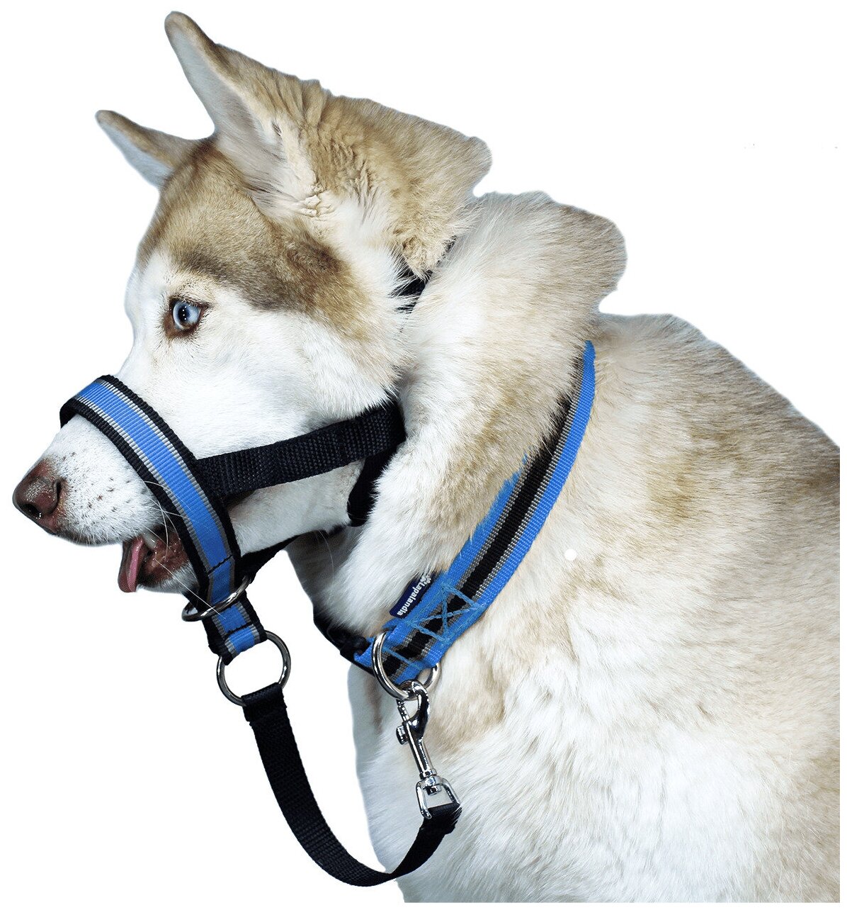 Недоуздок для собак White Wolf (корректор поведения, халти) Спорт Синий