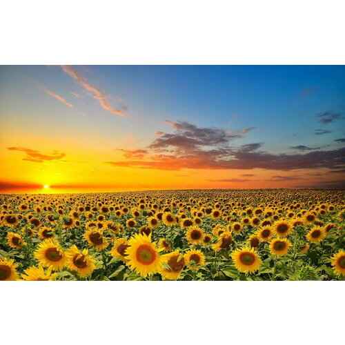 Supertoys Алмазная картина Поле подсолнухов 40х50 см с подрамником YSG2004 с 8 лет