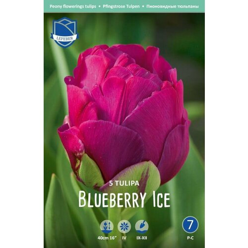 Тюльпан Блюберри Айс(Blueberry Ice), 5 шт