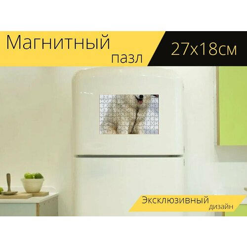 Магнитный пазл Хаски, собака, белый на холодильник 27 x 18 см.