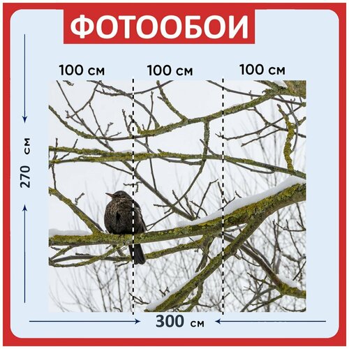 Фотообои Дроссельной заслонки черный дрозд птица 300x270 см флизелиновыена стену 3970₽