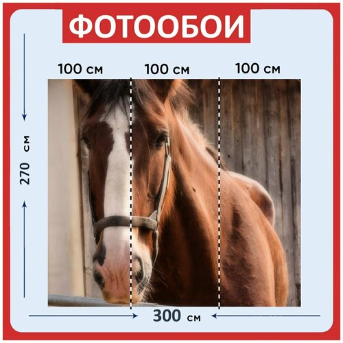 Фотообои Шайрская лошадь лошадь коричневый 300x270 см флизелиновыена стену 3940₽