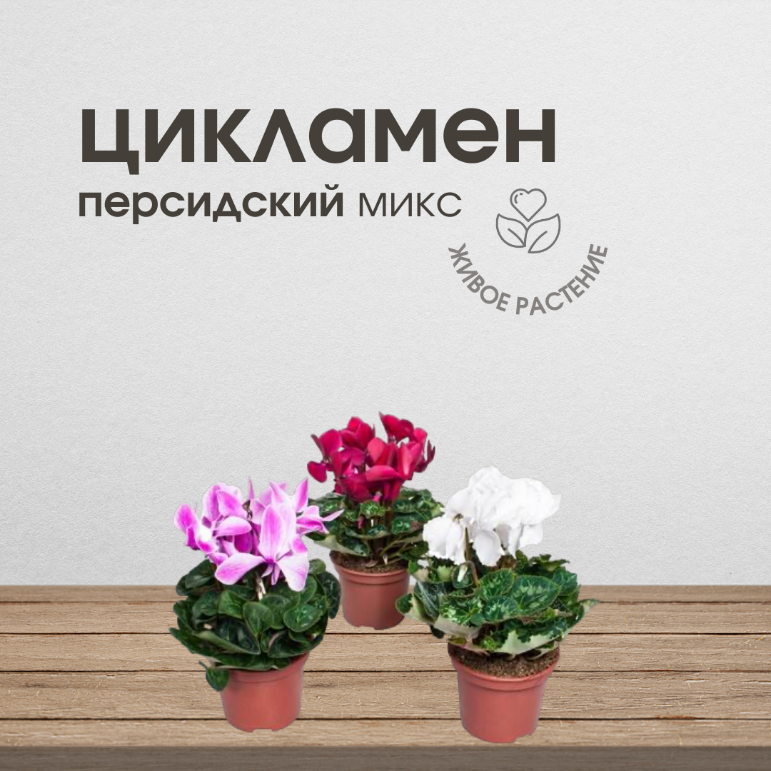 Цикламен персидский, живое комнатное цветущее растение, высота 25-30 см, 1 шт