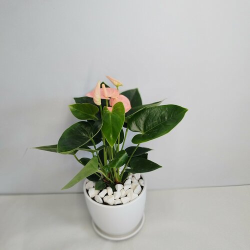 Антуриум Spirit