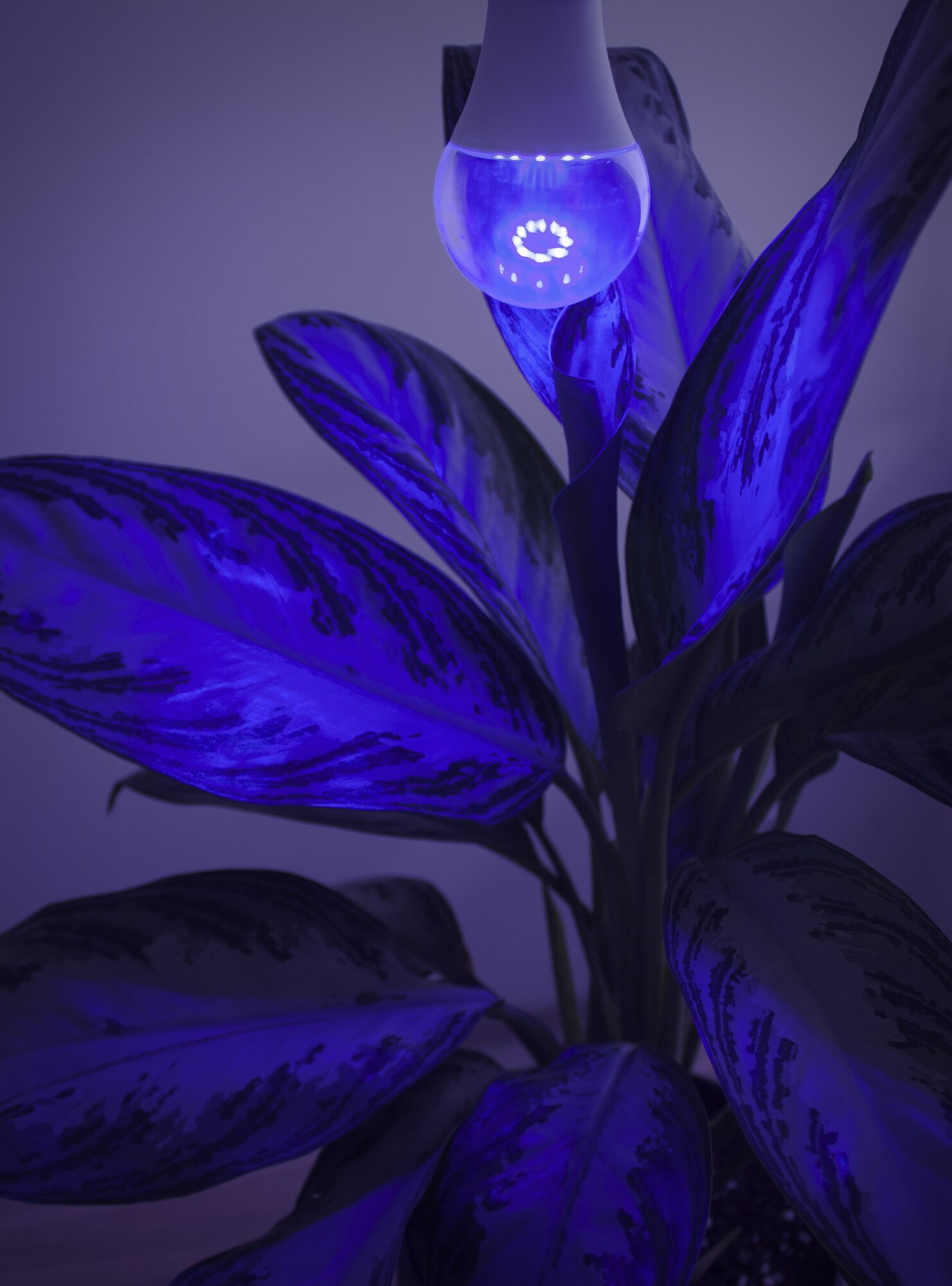 Лампа для растений, фитолампа для рассады и комнатных цветов LED,два режима UVA +IR сине-красный спектр (фиолетовое свечение),светодиодная,14 Вт, Е27 - фотография № 3