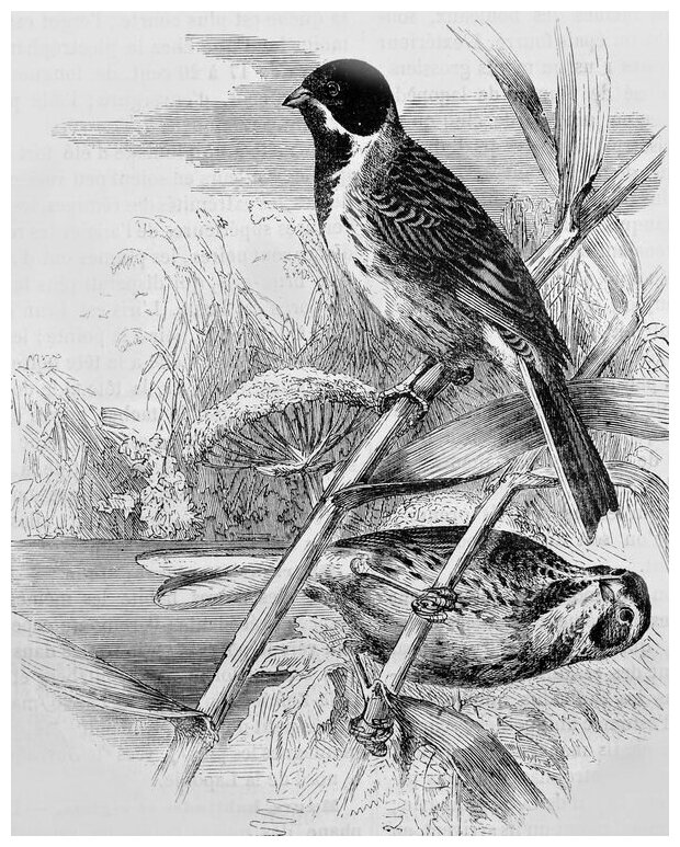Постер на холсте Птицы на ветках (Birds on branches) №1 30см. x 38см.