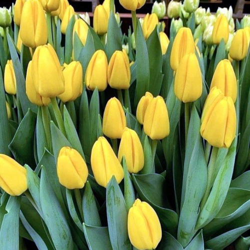 Луковицы Тюльпана Нови Сан 10 шт 777₽