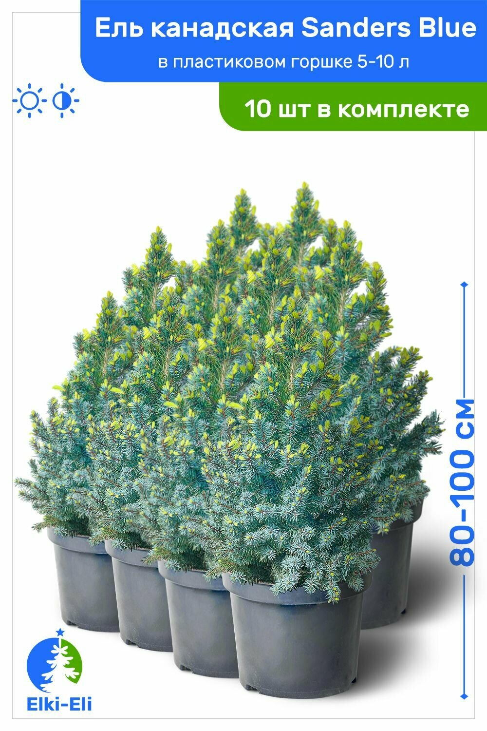 Ель канадская Sanders Blue (Сандерс Блю) 80-100 см в пластиковом горшке 5-10 л, саженец, хвойное живое растение, комплект из 10 шт