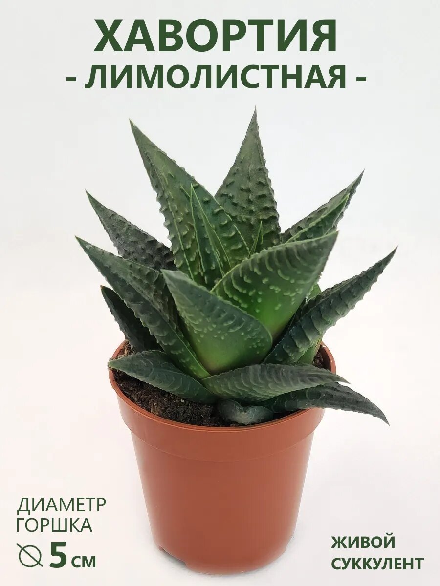Хавортия Лимолистная (Haworthia limifolia) D-5