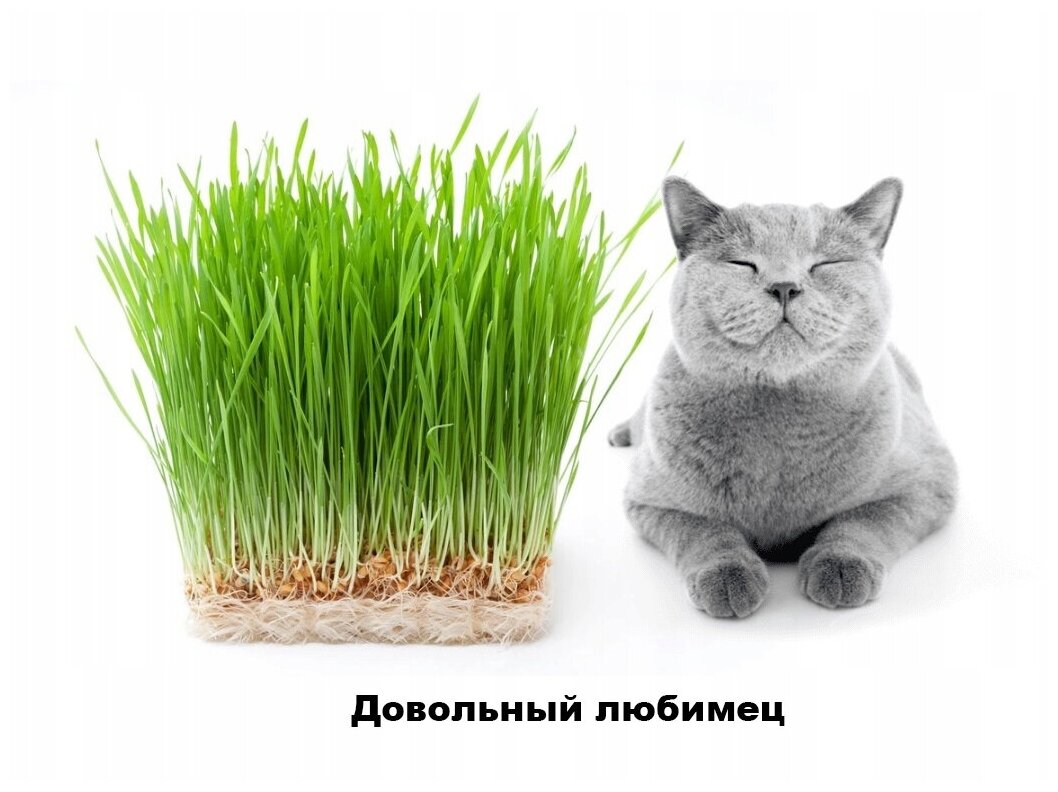 Трава для кошек Зеленые Витамины 10г (Сем Алт) б/п - фотография № 2