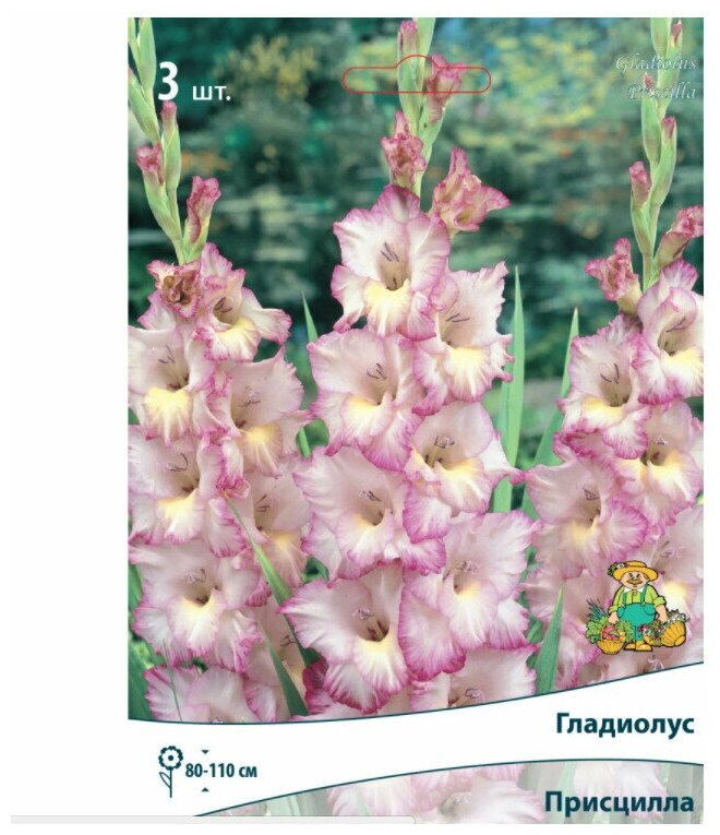 Гладиолус крупноцветковый Присцилла 3 шт. - фотография № 1