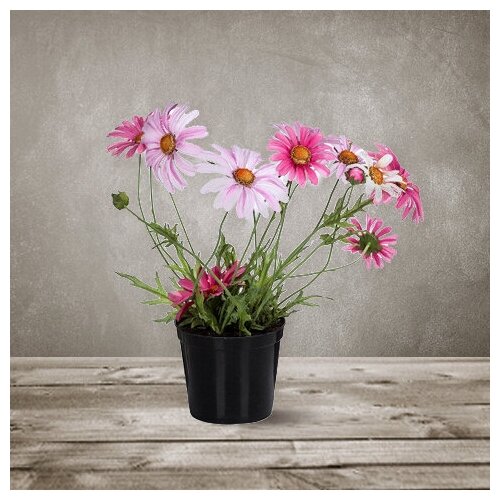 Маргаритка в горшке silk-ka, 102685