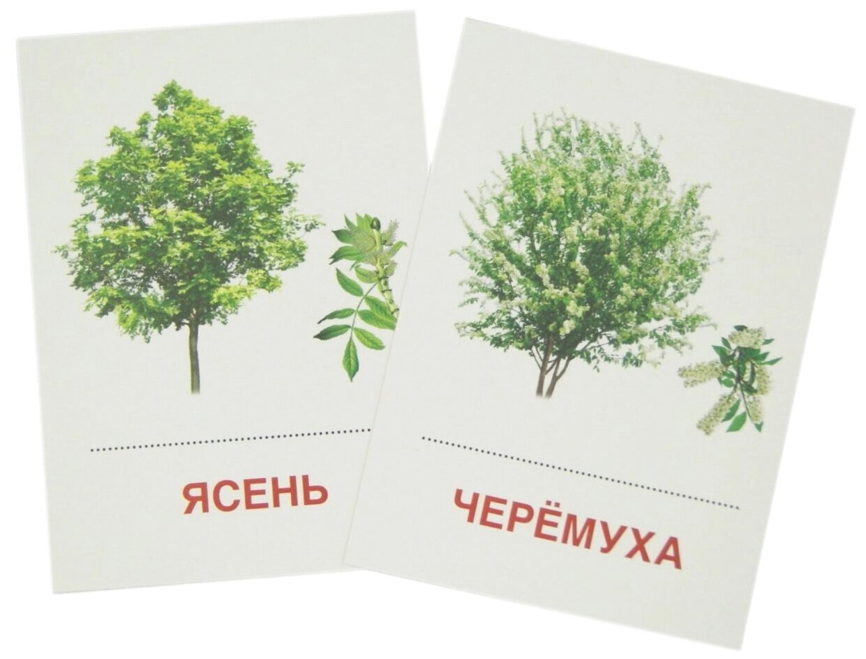 Деревья картинки для детей с названиями карточки распечатать