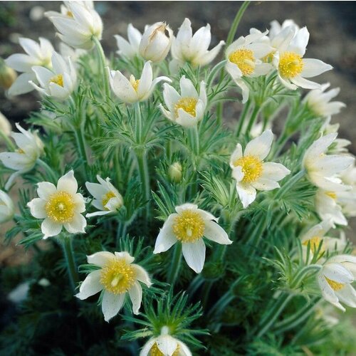 Пульсатилла Pulsatilla vulgaris White Swan семена