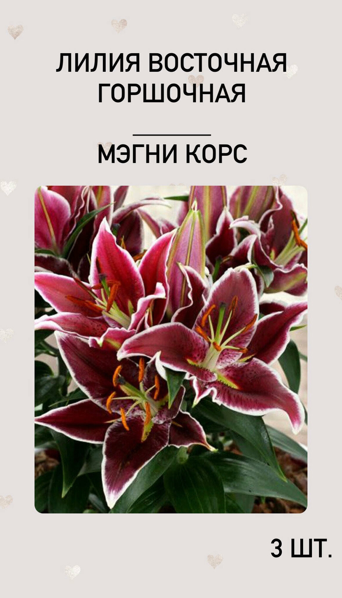 Лилия Мэгни Корс луковицы многолетних цветов