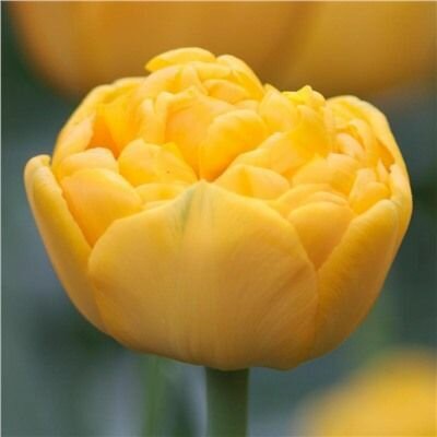 Луковицы тюльпана Yellow pompenette (3шт.)