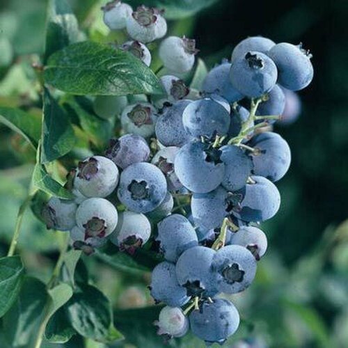 Голубика высокорослая Bluegold, Саженцы, С2 (2 литра), ЗКС - Ягодные голубика садовая elisabeth саженцы с5 5 литров зкс ягодные