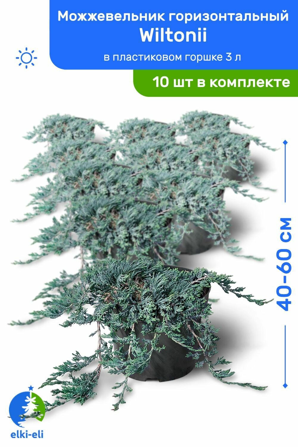 Можжевельник горизонтальный Wiltonii (Вилтони) 40-60 см в пластиковом горшке 3 л, саженец, живое хвойное растение, комплект из 10 шт
