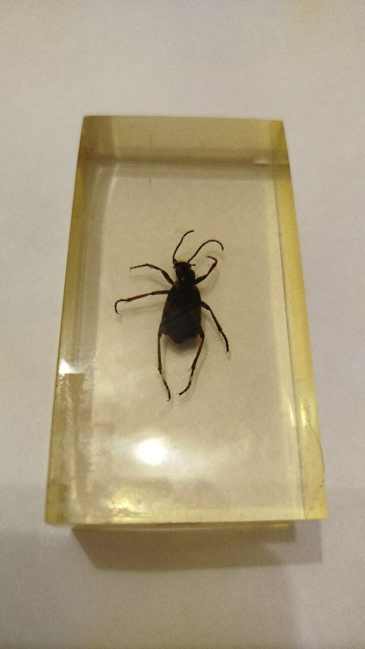 Насекомое Жук нарывник