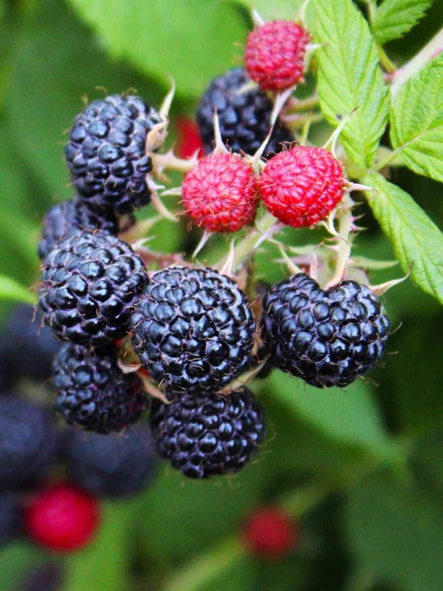 Малина черная Кумберленд 1 шт / морозостойкий среднеспелый сорт