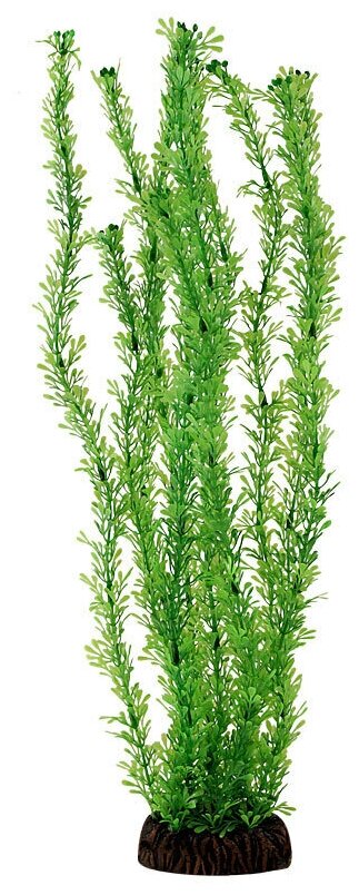 Растение "Лигодиум" зеленый, 100мм, 1шт