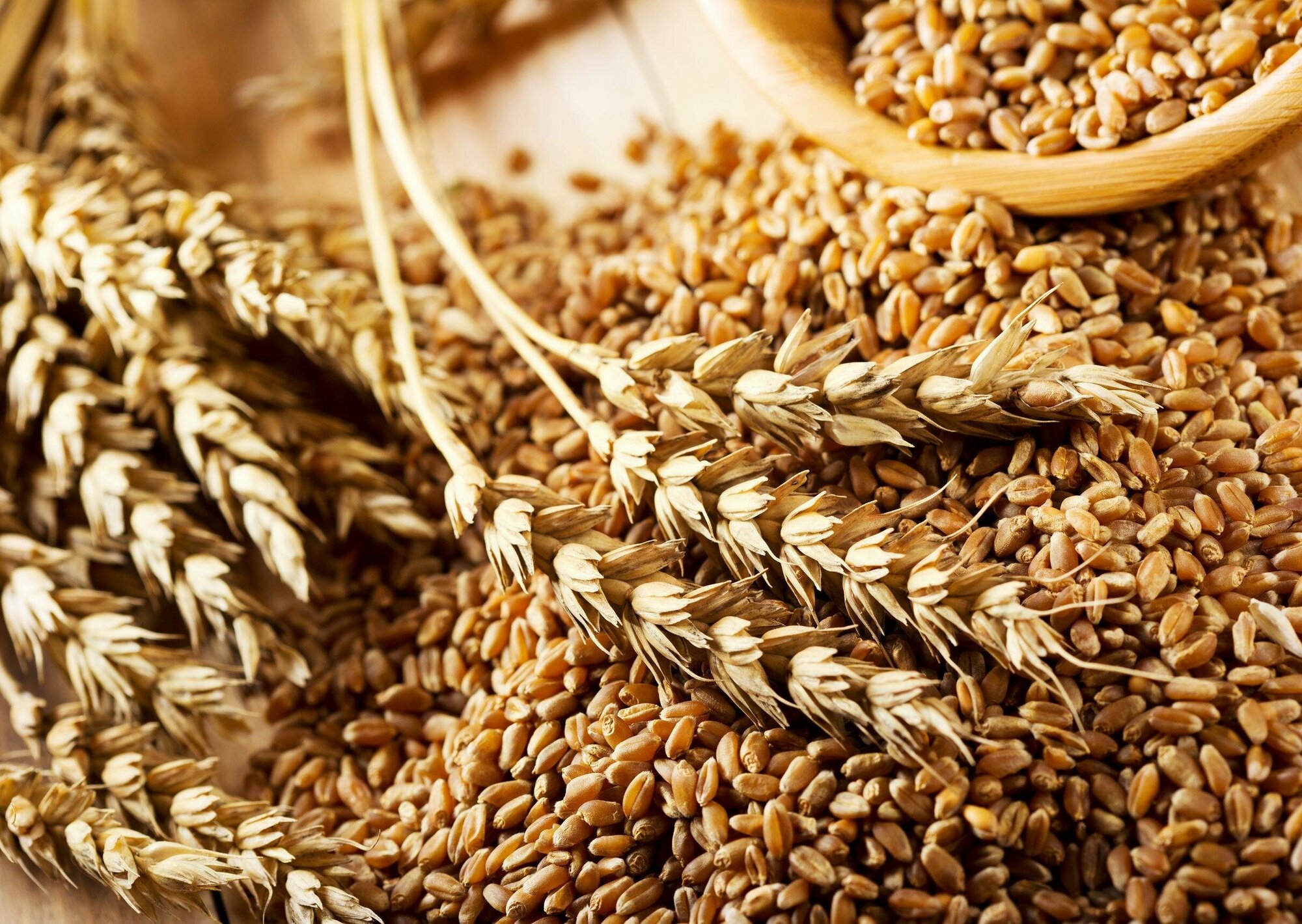 Зерно пшеницы "Алтайкрупа",( в наборе 2 шт по 500гр) - фотография № 3