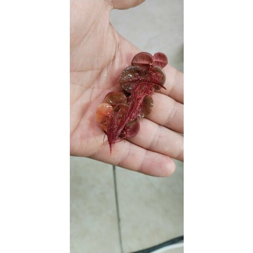 Филлантус Плавучий (Phyllanthus fluitans)