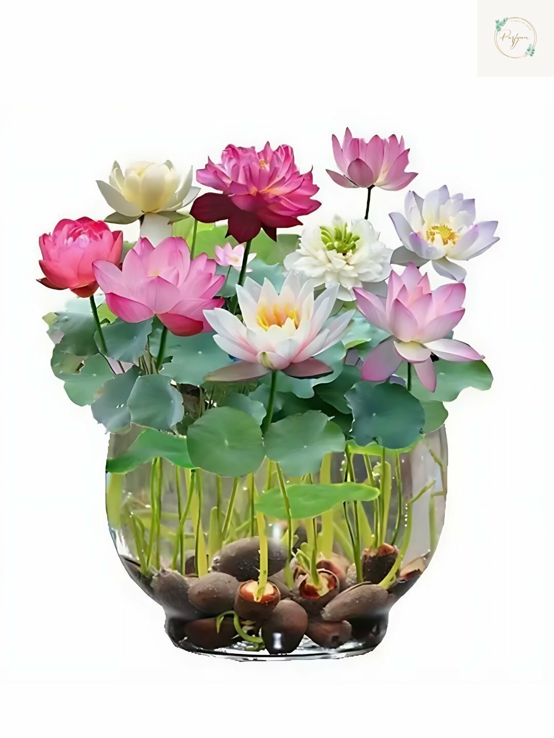 Семена Лотоса Семена декоративного лотоса Нифур – для садовых водоёмовНифур, многолетние водные растения