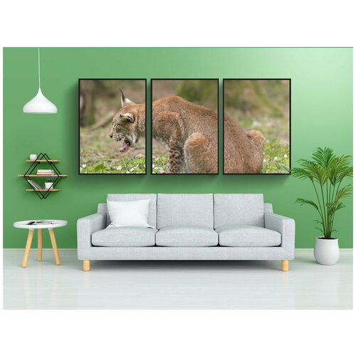 фото Набор модулных постеров для интерьера "рысь, зоопарк, дикий кот" 60x90 см. в тубусе, без рамки lotsprints