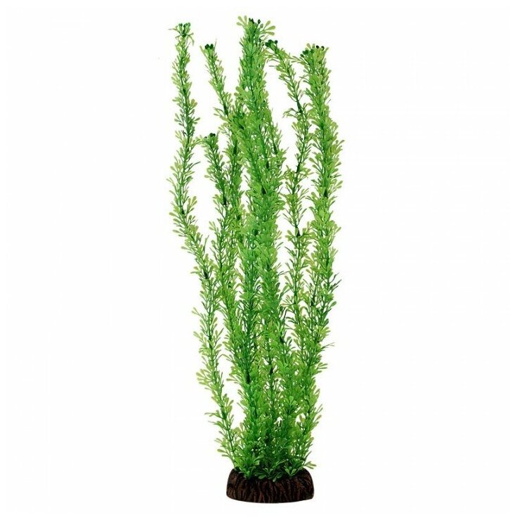 Растение Лигодиум зеленый, 100мм