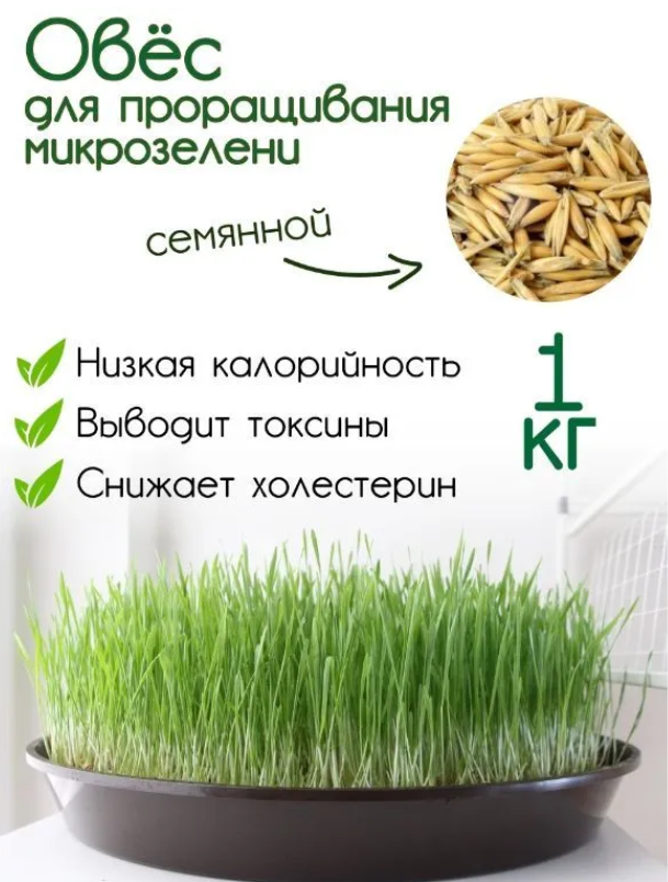 Овес для заваривания отваров и настоя  для проращивания. Микрозелень для проращивания 1кг. Эко продукт Краснодарского края