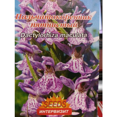 Пальчатокоренник пятнистый (Dactylorhiza maculata)семена