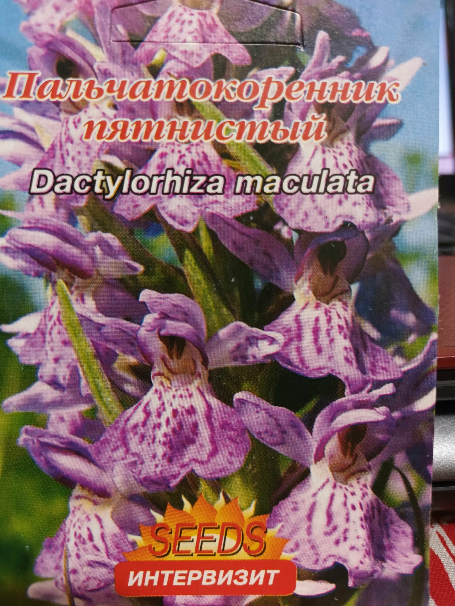 Пальчатокоренник пятнистый (Dactylorhiza maculata)семена