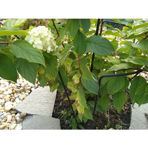 Шпалера для растений для огурцов для винограда опора для цветов металлическая ширина 50см высота 75 см