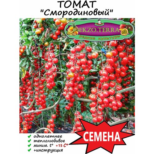 Семена Томат Смородиновый 10 шт.