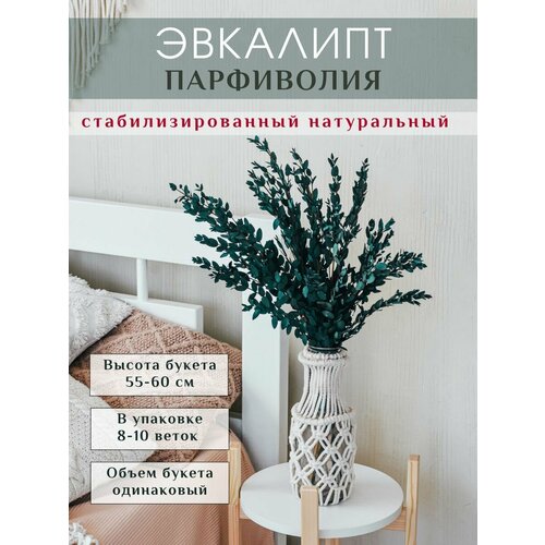 Сухоцвет эвкалипт стабилизированный парвифолия Trava Decor сухоцветы для декора интерьера, для вазы