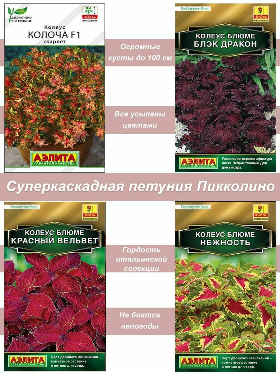 Набор семян, семена комнатных цветов Колеус (крапивка)