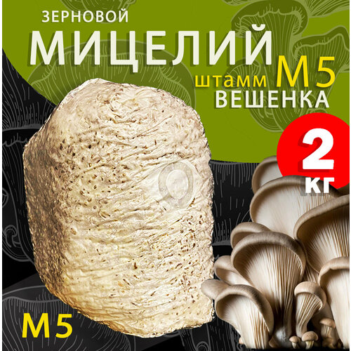Мицелий вешенки зерновой, семена грибов (штамм М5) - 2 кг