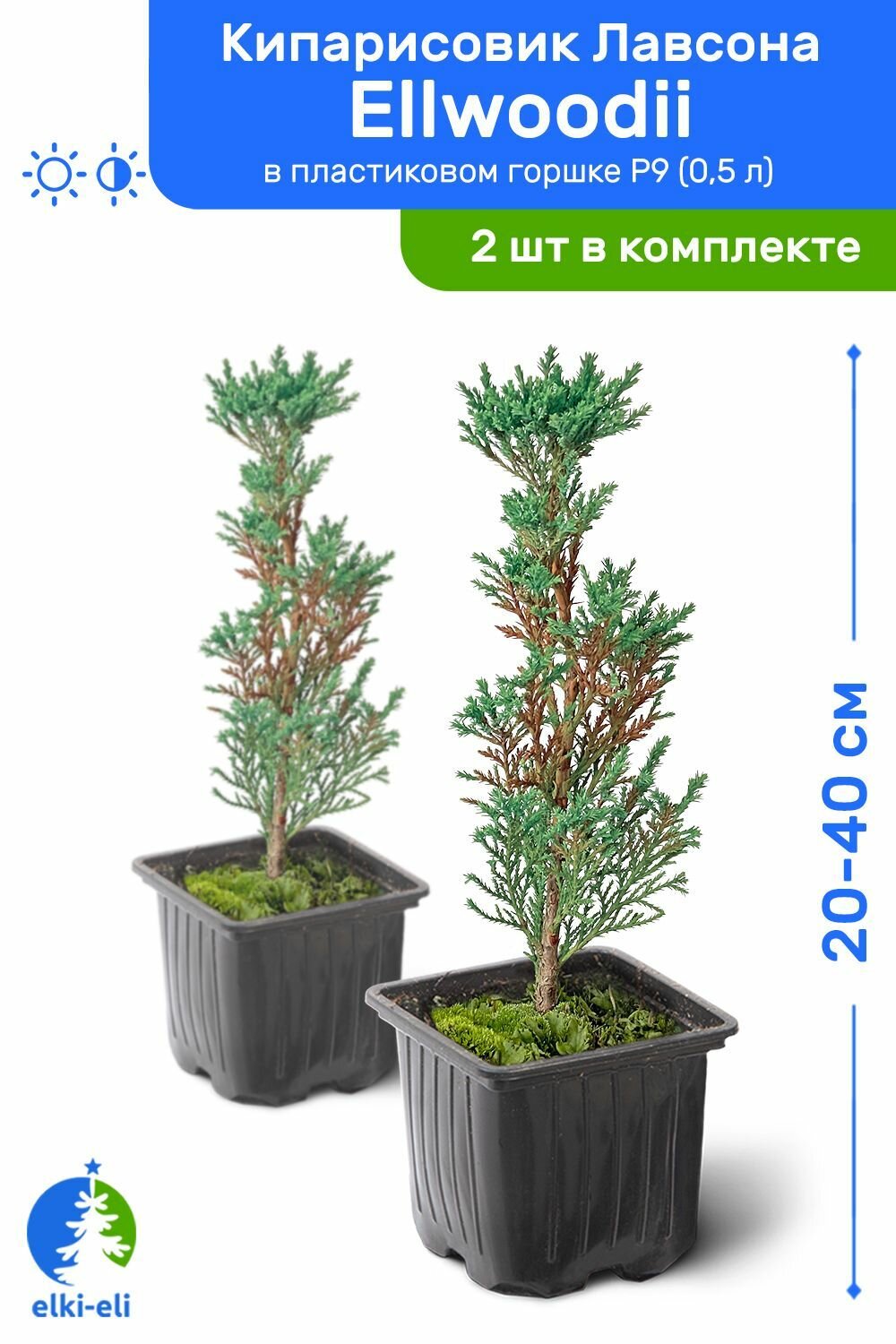 Кипарисовик Лавсона Ellwoodii (Элвуди) 10-20 см в пластиковом горшке P9 (05 л) саженец хвойное живое растение комплект из 2 шт