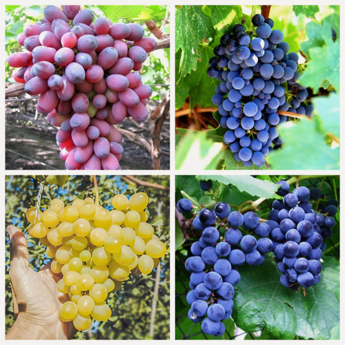 Изображение товара Виноград "Сибирская закалка", 4 сорта, морозоустойчивые, высокоурожайные