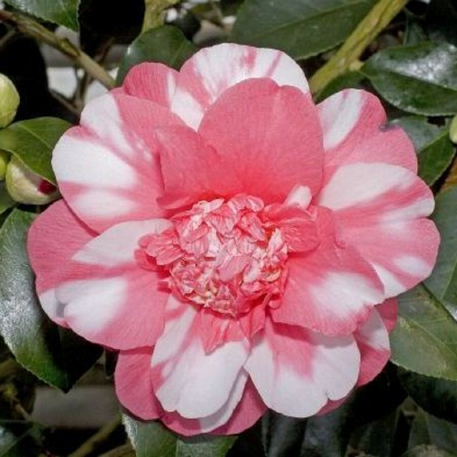Камелия японская, Camellia japonica Chandlers Elegance, семена