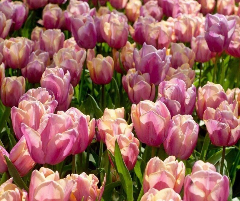Тюльпан Голланд Бьюти (Holland Beauty) Триумф луковицы 5 шт - фотография № 3