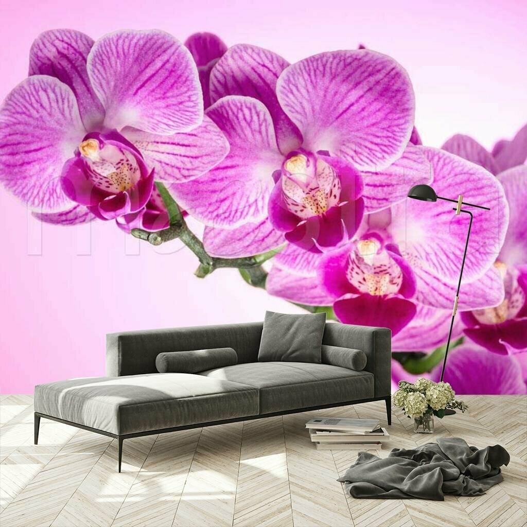 Фотообои 3д орхидея насыщенная 275x415 (ВхШ), бесшовные, флизелиновые, MasterFresok арт 10-191